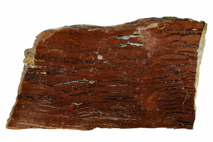 Polished Cretaceous Stromatolite Fossil - Western Australia #180054